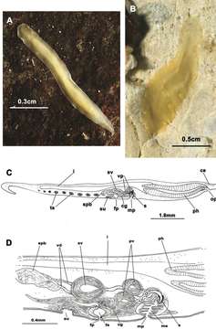 Слика од Prosthiostomum siphunculus (Delle Chiaje 1822)