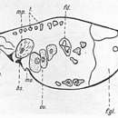 Image of Amphiscolops fuligineus Peebles 1913