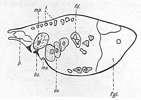 Image of Amphiscolops fuligineus Peebles 1913
