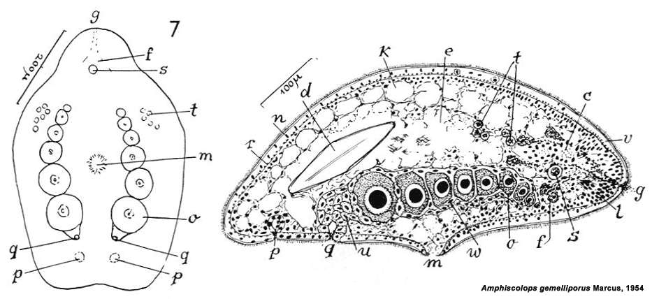 Image of Amphiscolops gemelliporus Marcus 1954