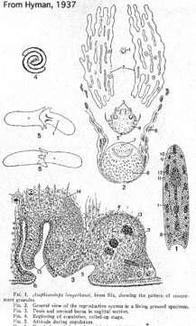 Image of Heterochaerus langerhansi (Graff 1882)