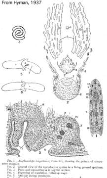 Image of Heterochaerus langerhansi (Graff 1882)