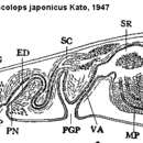 Image of Amphiscolops japonicus Kato 1947