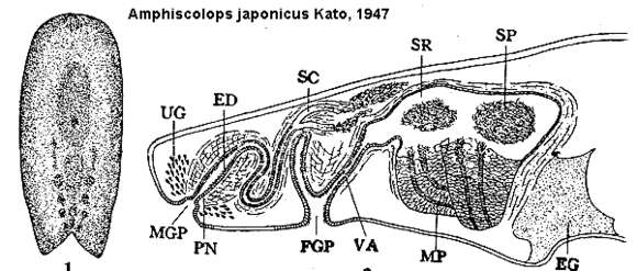 Image of Amphiscolops japonicus Kato 1947