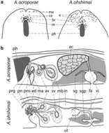 Image of Prosthiostomum