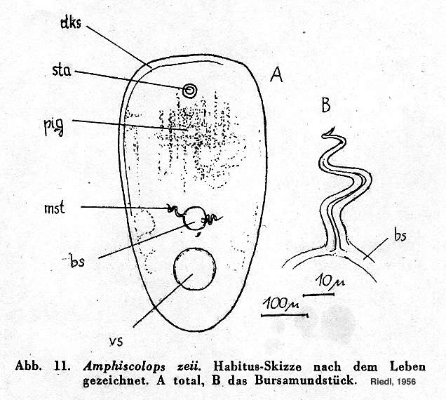 Image of Amphiscolops zeii Riedl 1956