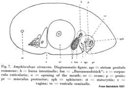 Image of Aphanostoma virescens Ørsted 1845
