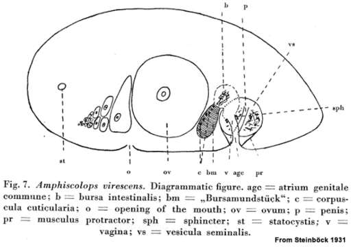 Image of Aphanostoma virescens Ørsted 1845