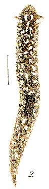 Image of Planaria maculata(2)