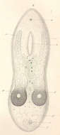 Image of Mecynostomidae