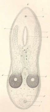 Imagem de Mecynostomidae