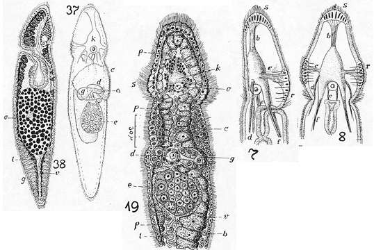 Plancia ëd Catenulidae