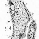 Plancia ëd Catenula leuca Marcus 1945