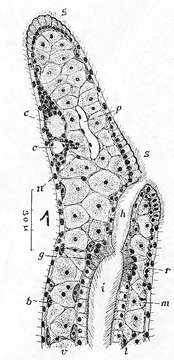 Catenula leuca Marcus 1945的圖片