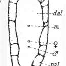 Image of Aphanostoma cavernosum Meixner 1938