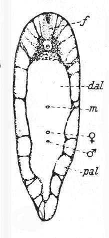 Image of Aphanostoma cavernosum Meixner 1938