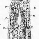 Plancia ëd Dasyhormus lithophorus Marcus 1945