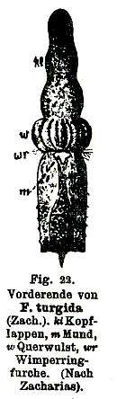 Image de Catenula turgida (Zacharias 1902)
