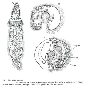 Plancia ëd Catenula turgida (Zacharias 1902)
