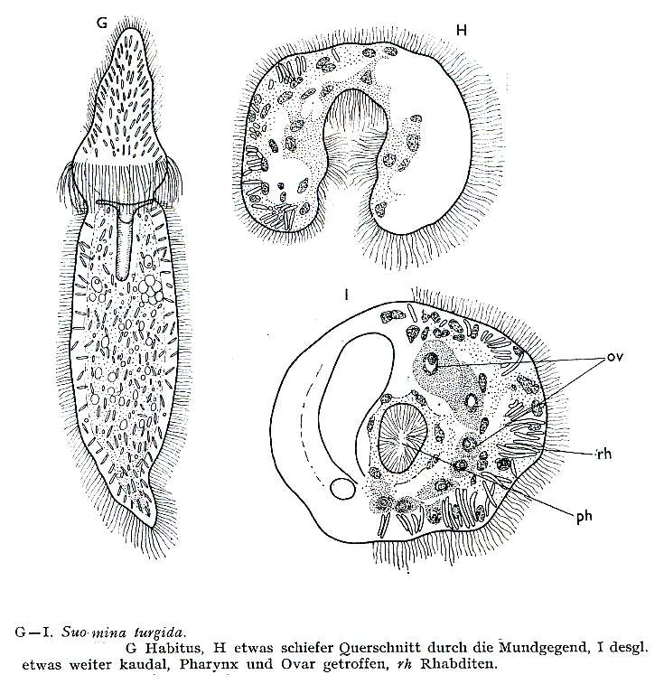 Image of Catenula turgida (Zacharias 1902)