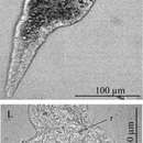 Image de Catenula turgida (Zacharias 1902)