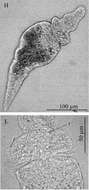 Image of Catenula turgida (Zacharias 1902)