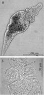 Image de Catenula turgida (Zacharias 1902)