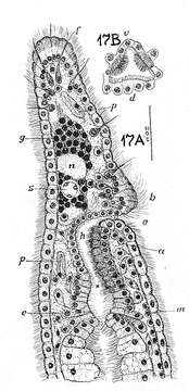 Plancia ëd Catenula evelinae (Marcus 1945)