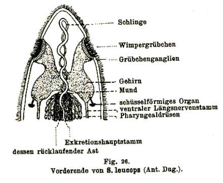 Image of Stenostomum leucops (Duges 1828)