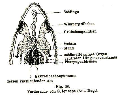 Stenostomum leucops (Duges 1828) resmi