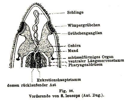 Sivun Stenostomum leucops (Duges 1828) kuva