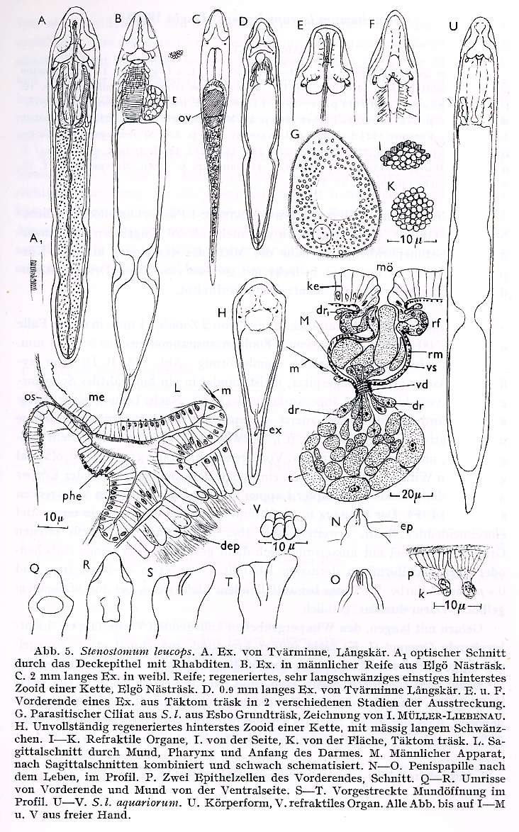Image of Stenostomum leucops (Duges 1828)