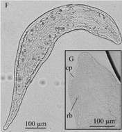 Stenostomum leucops (Duges 1828) resmi