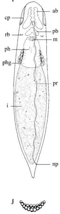 Sivun Stenostomum leucops (Duges 1828) kuva