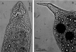 Image of Stenostomum arevaloi Gieysztor 1931