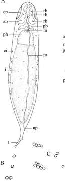 Image of Stenostomum arevaloi Gieysztor 1931