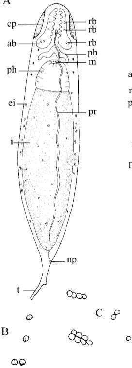 Image of Stenostomum arevaloi Gieysztor 1931