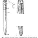 Image of Stenostomum beryli Young & Kolasa 1974