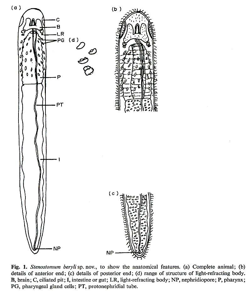 Image of Stenostomum beryli Young & Kolasa 1974