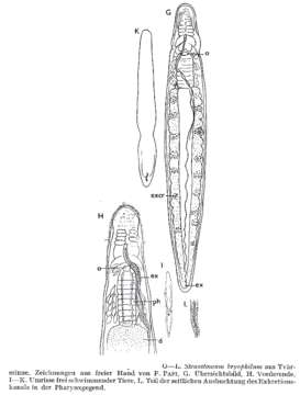 Image of Stenostomum bryophilum Luther 1960