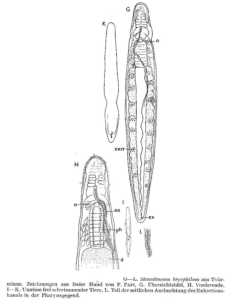 Image of Stenostomum bryophilum Luther 1960