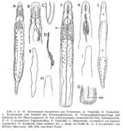 Image of Stenostomum bryophilum Luther 1960