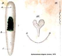 Image of Aphanostoma elegans Jensen 1878