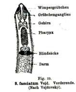 Image de Stenostomum fasciatum Vejdovsky 1880