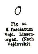 Image of Stenostomum fasciatum Vejdovsky 1880