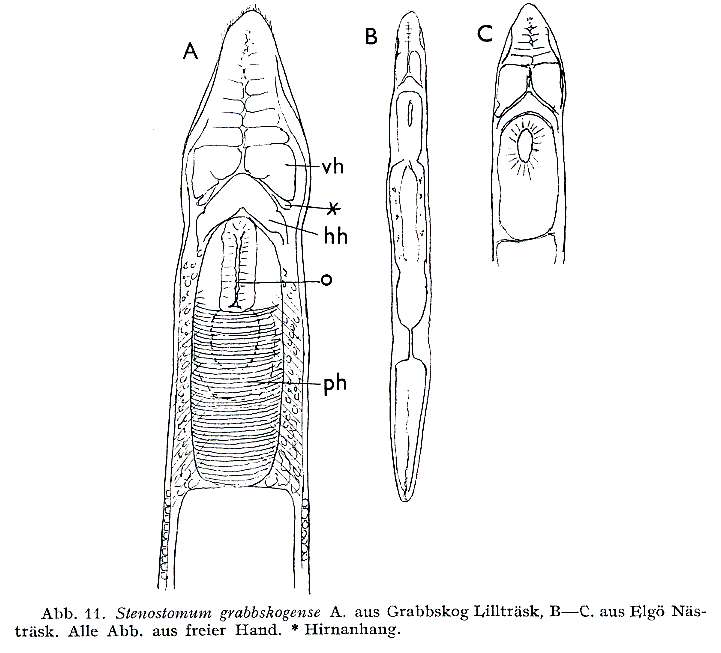 Image of Stenostomum grabbskogense Luther 1960