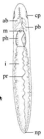 Image of unclassified Catenulida