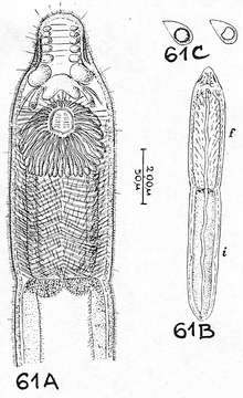 Image of Stenostomum hemisphericum Nasonov 1924