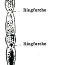 Image of Stenostomum langi Keller 1894