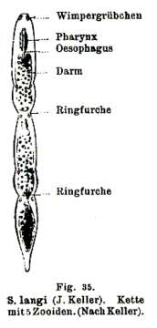 Image of Stenostomum langi Keller 1894